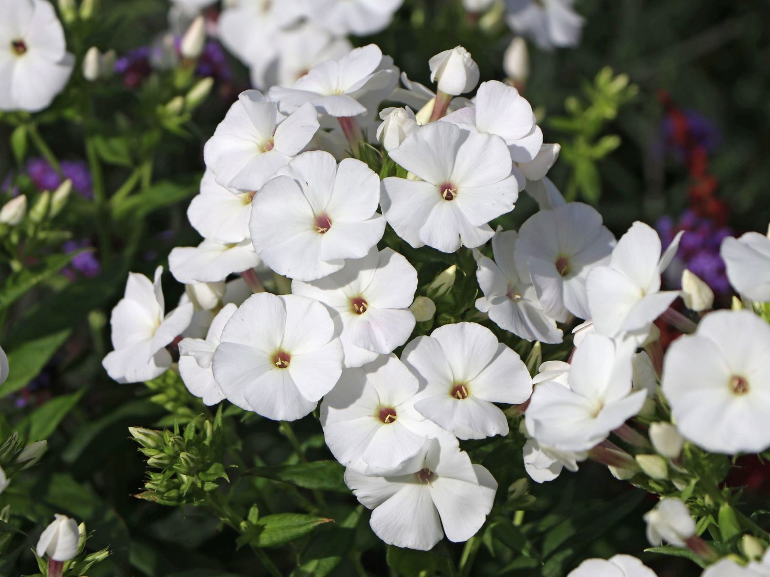 Phlox paniculata 'Pina Colada'